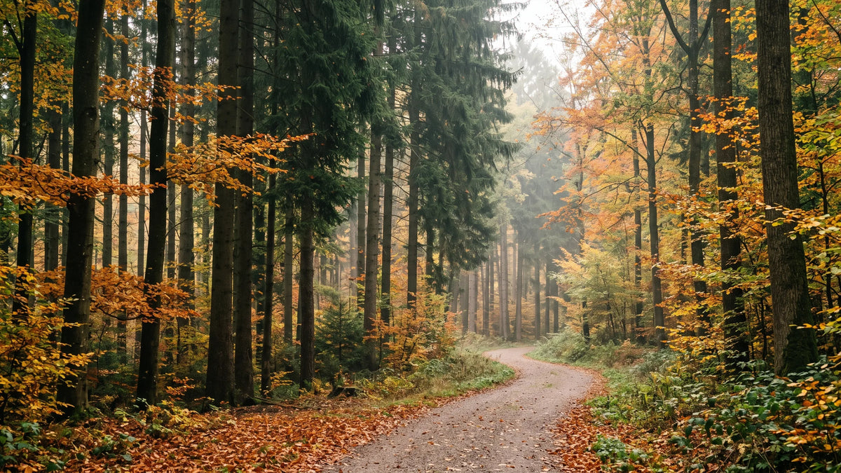 Waldweg durch einen Mischwald im Herbst